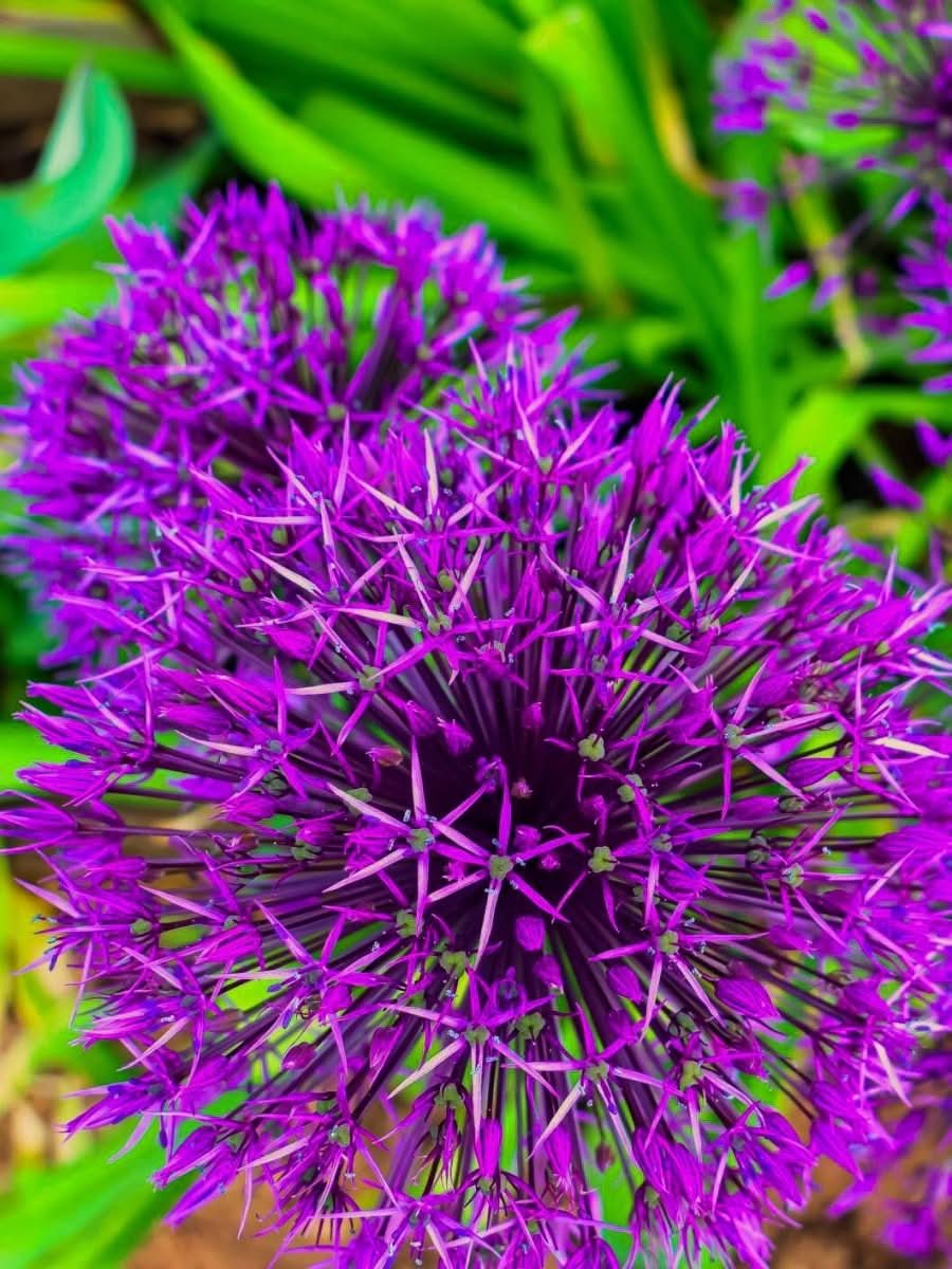 Allium 'Purple Rain' - Harding & Bloom