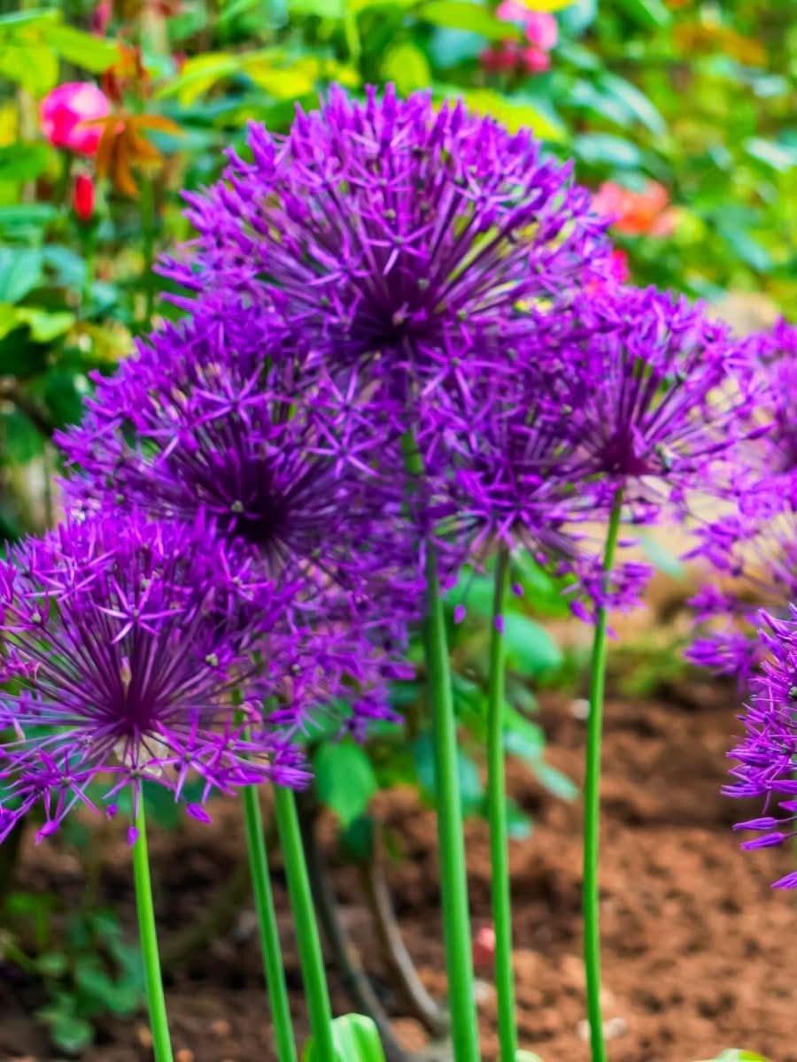 Allium 'Purple Rain' - Harding & Bloom