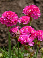 Armeria maritima 'Splendens' - Harding & Bloom