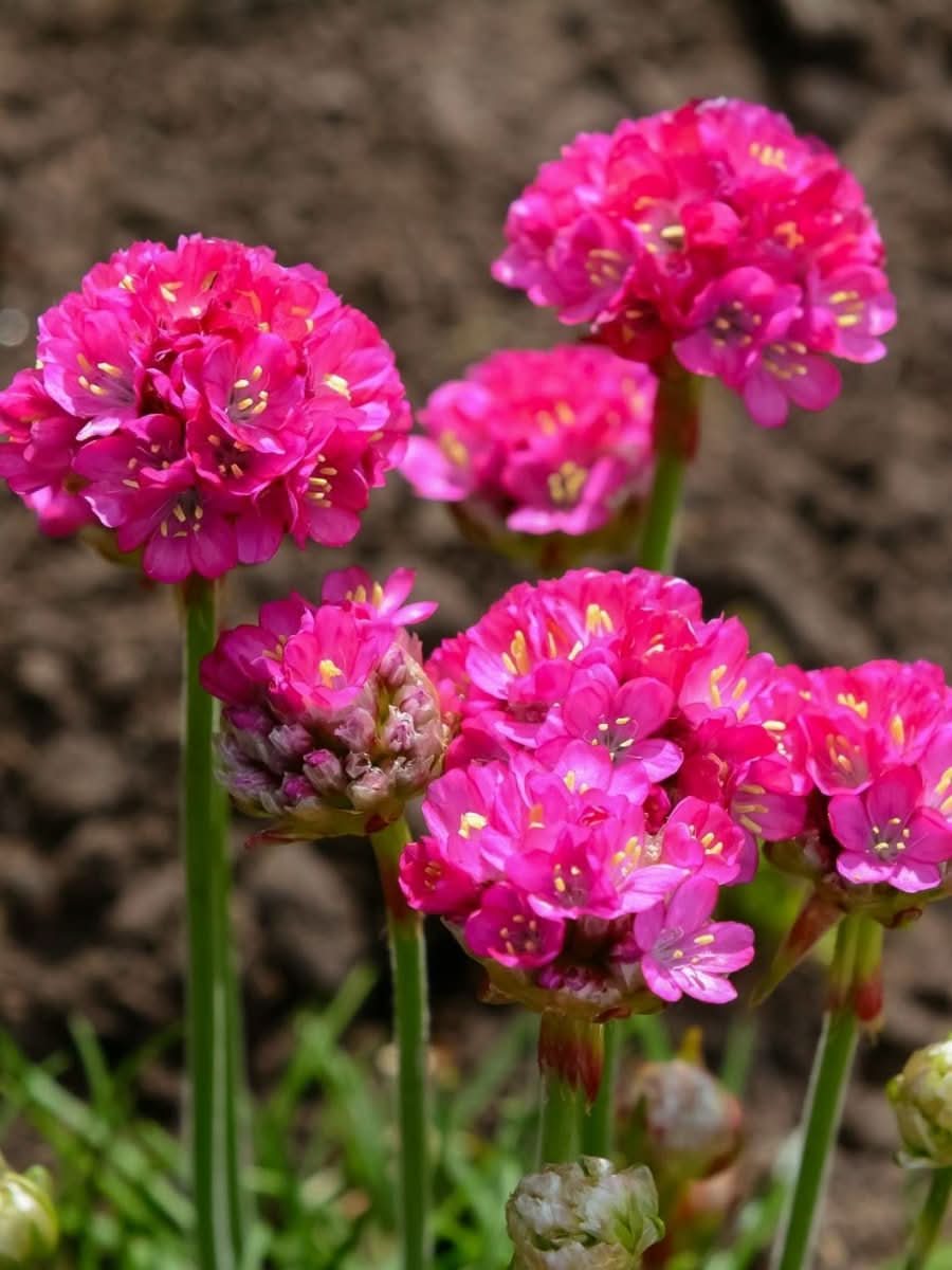 Armeria maritima 'Splendens' - Harding & Bloom