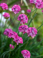 Armeria maritima 'Splendens' - Harding & Bloom