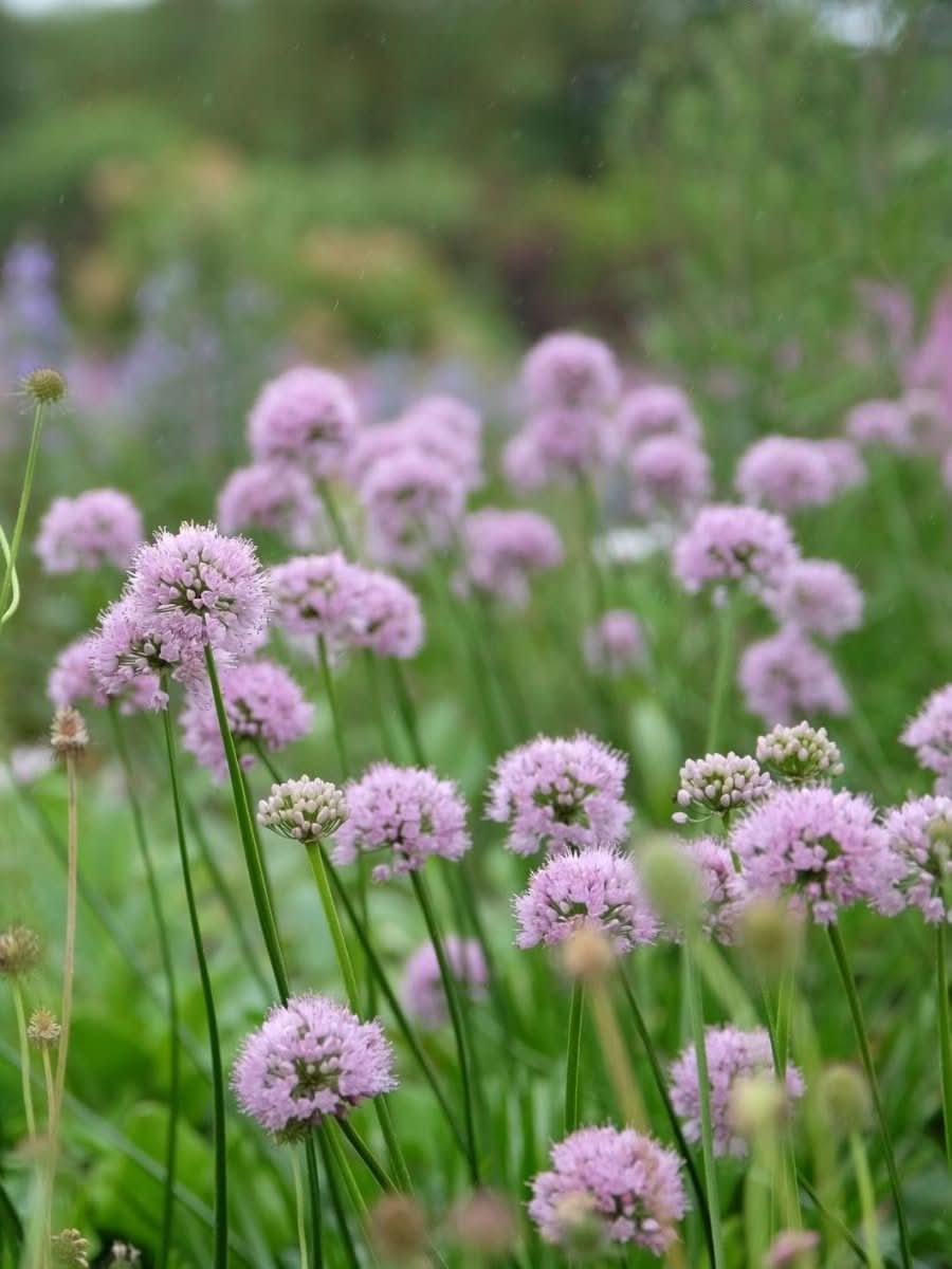 Allium 'Rosy Beauty' - Harding & Bloom