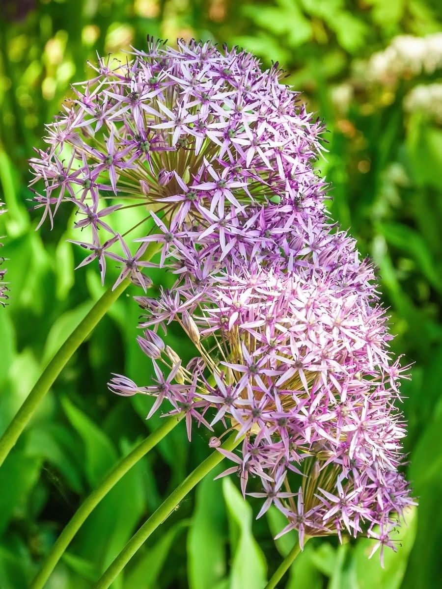 Allium 'Rosy Beauty' - Harding & Bloom