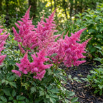 Astilbe japonica 'Bonn' – flower bulbs, product photo 2 (Harding & Bloom)