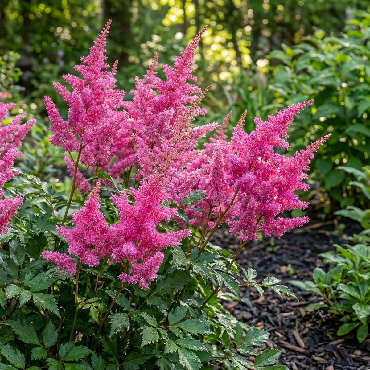 Astilbe japonica 'Bonn' – flower bulbs, product photo 2 (Harding & Bloom)