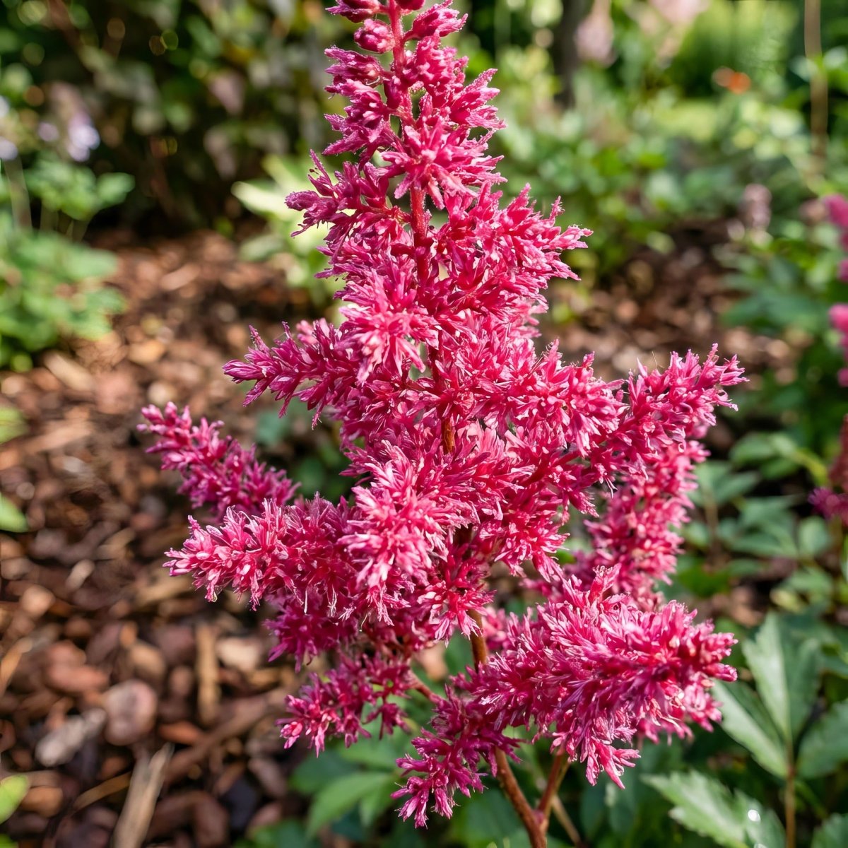 Astilbe japonica 'Bonn' – flower bulbs, product photo 3 (Harding & Bloom)