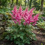 Astilbe japonica 'Bonn' – flower bulbs, main product photo (Harding & Bloom)