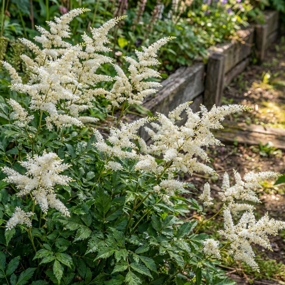 Astilbe × arendsii 'Brautschleier' – flower bulbs, product photo 2 (Harding & Bloom)