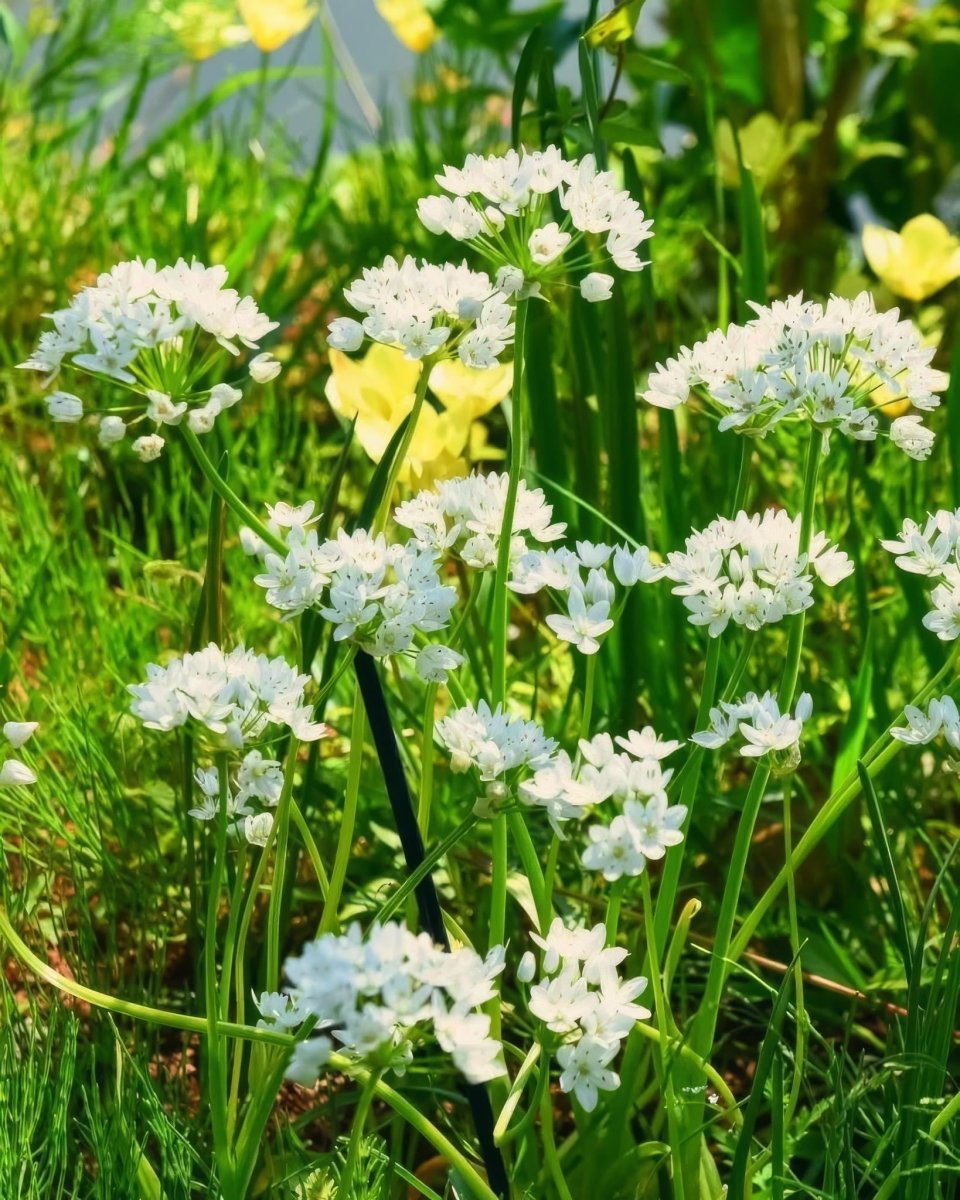 Allium 'Cowanii' (neapolitanum) - Harding & Bloom