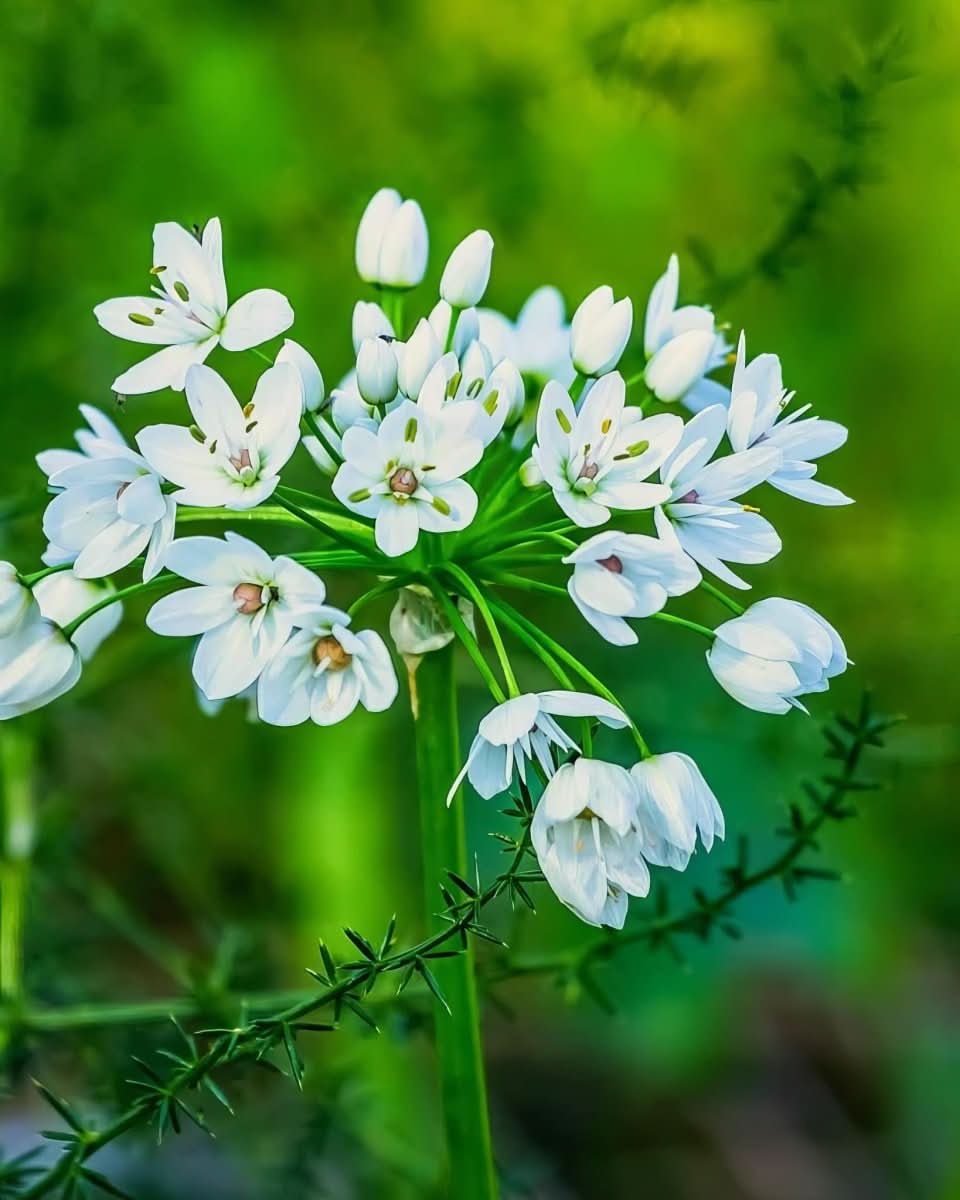 Allium 'Cowanii' (neapolitanum) - Harding & Bloom