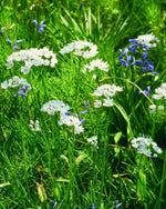 Allium 'Cowanii' (neapolitanum) - Harding & Bloom