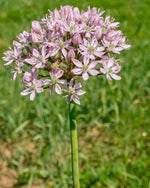 Allium 'Eros' - Harding & Bloom