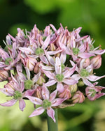Allium 'Eros' - Harding & Bloom