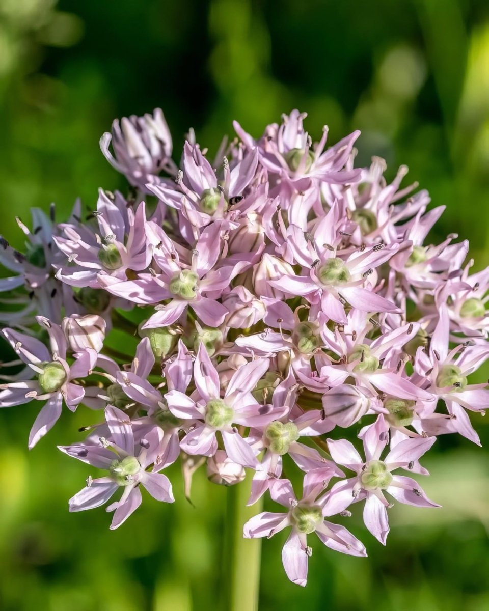 Allium 'Eros' - Harding & Bloom