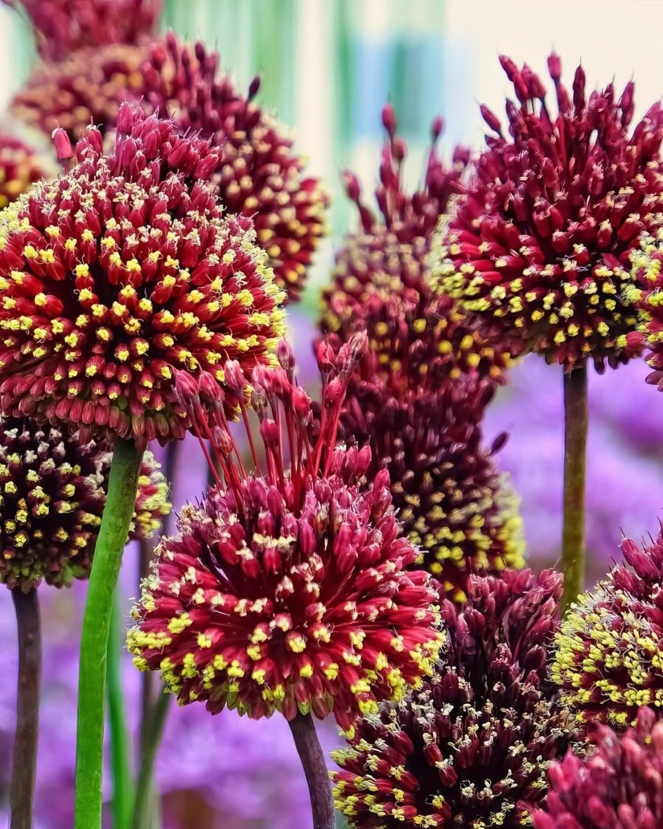 Allium 'Forelock'