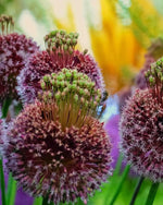 Allium 'Forelock' - Harding & Bloom