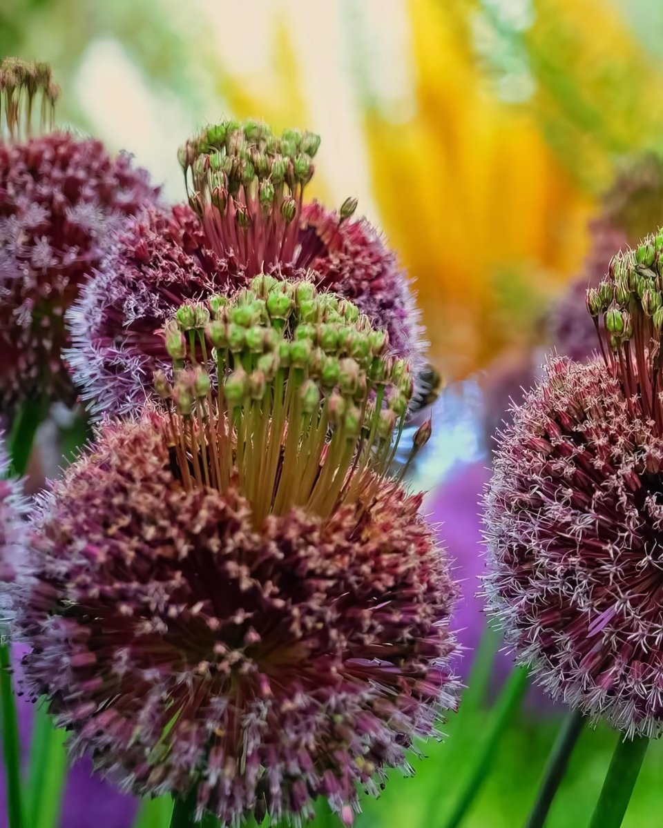Allium 'Forelock' - Harding & Bloom