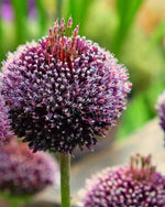 Allium 'Forelock' - Harding & Bloom
