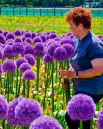 Allium 'Giganteum' - Harding & Bloom