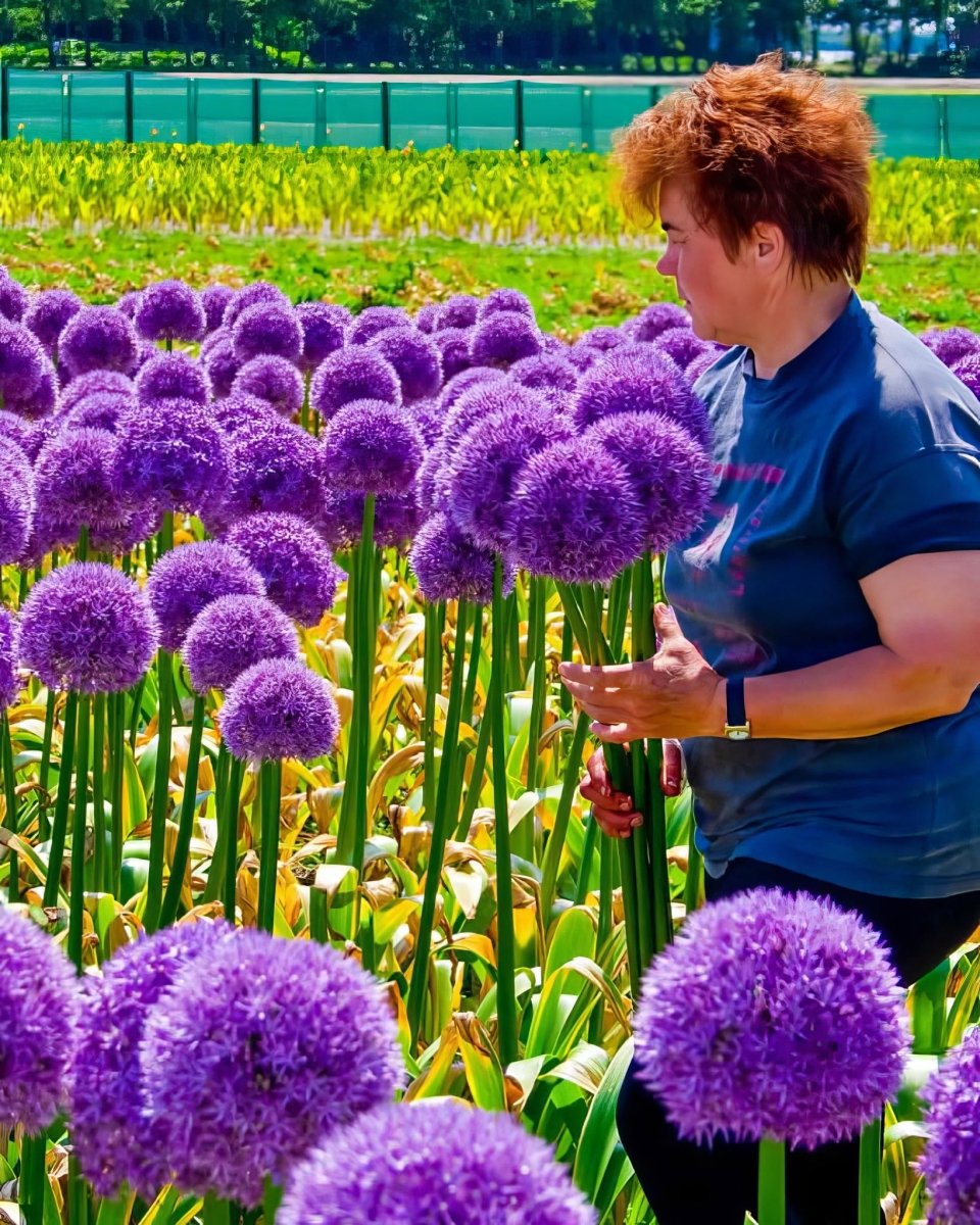 Allium 'Giganteum' - Harding & Bloom