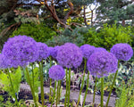 Allium 'Giganteum' - Harding & Bloom