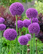 Allium 'Giganteum' - Harding & Bloom