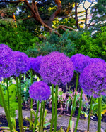 Allium 'Globemaster' - Harding & Bloom