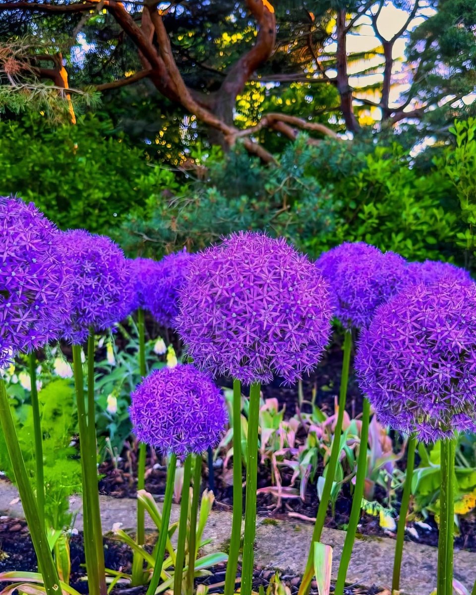 Allium 'Globemaster'