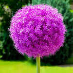 Allium 'Globemaster' - Harding & Bloom