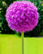 Allium 'Globemaster' - Harding & Bloom