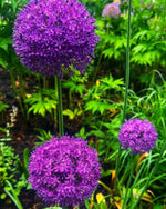 Allium 'Globemaster' - Harding & Bloom
