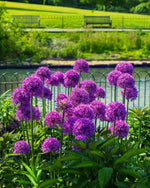 Allium 'Globemaster' - Harding & Bloom