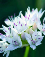 Allium 'Graceful Beauty' - Harding & Bloom