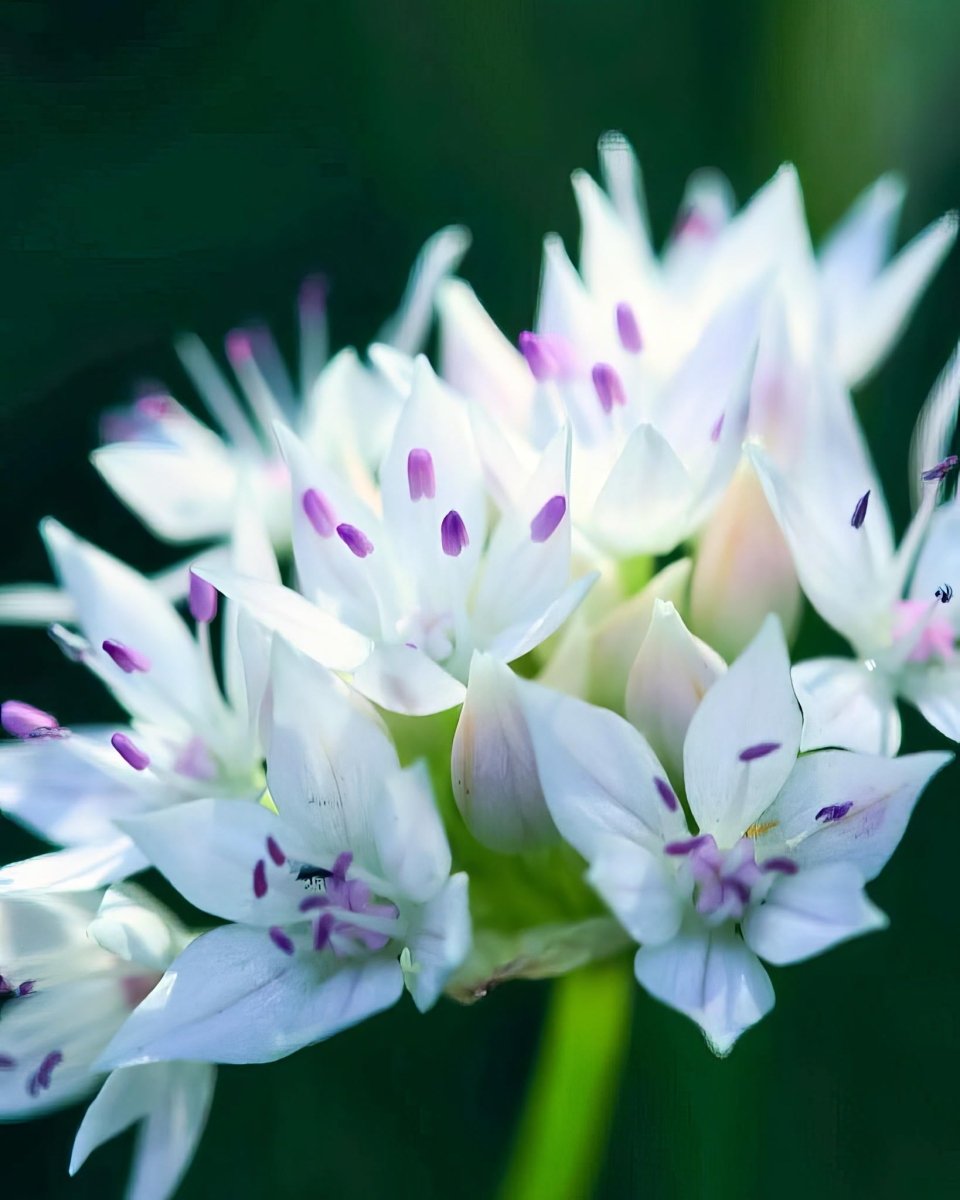 Allium 'Graceful Beauty' - Harding & Bloom