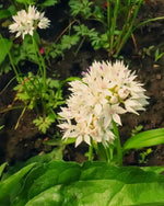 Allium 'Graceful Beauty' - Harding & Bloom
