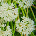 Allium 'Graceful Beauty' - Harding & Bloom