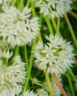 Allium 'Graceful Beauty' - Harding & Bloom
