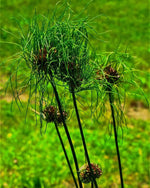 Allium 'Hair' - Harding & Bloom