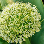 Allium 'Ivory Queen' (karataviense) - Harding & Bloom