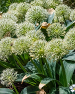 Allium 'Ivory Queen' (karataviense) - Harding & Bloom