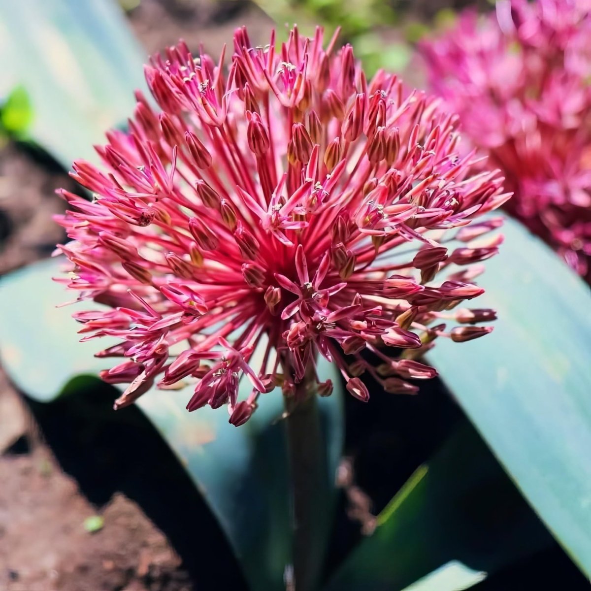 Allium 'Nevskianum' - Harding & Bloom