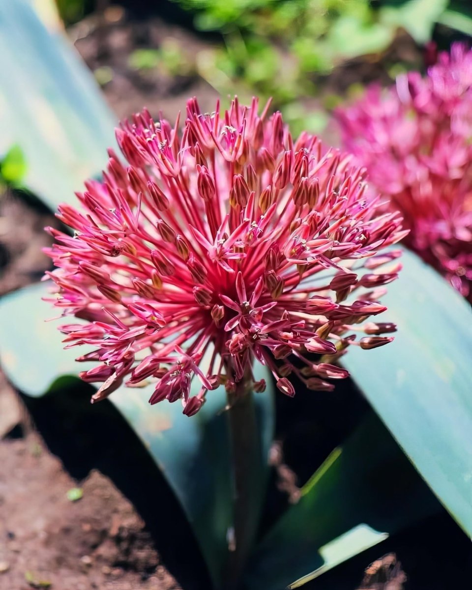 Allium 'Nevskianum' - Harding & Bloom