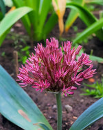 Allium 'Nevskianum' - Harding & Bloom