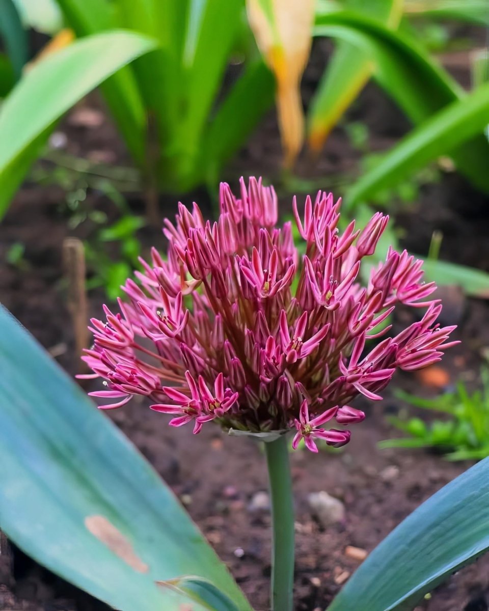Allium 'Nevskianum' - Harding & Bloom