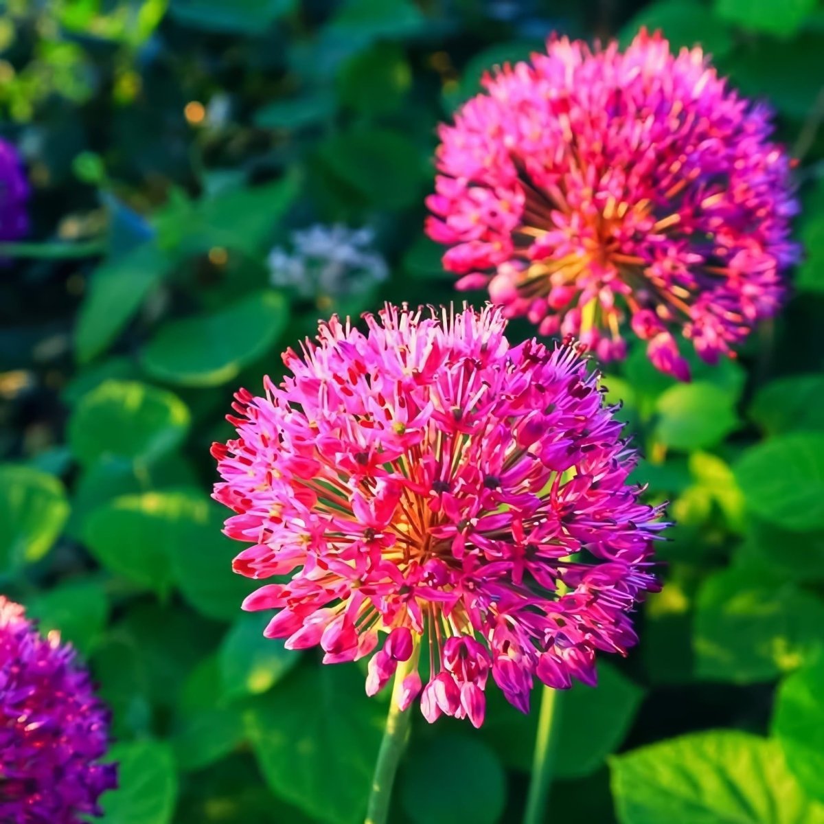 Allium 'Ostara' - Harding & Bloom