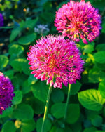 Allium 'Ostara' - Harding & Bloom