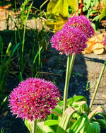 Allium 'Ostara' - Harding & Bloom