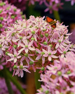 Allium 'Pink Jewel' - Harding & Bloom