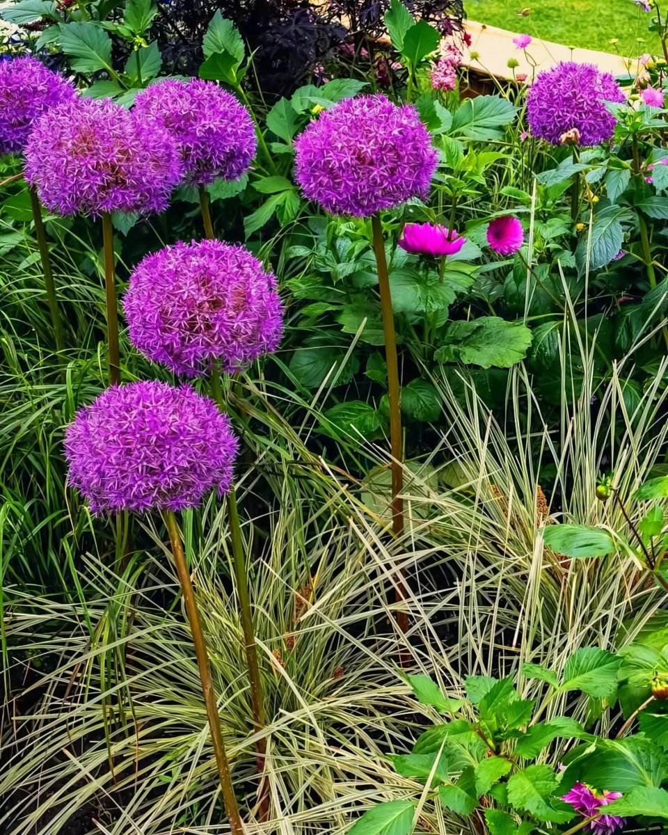 Allium 'Purple Sensation'