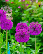 Allium 'Purple Sensation' - Harding & Bloom